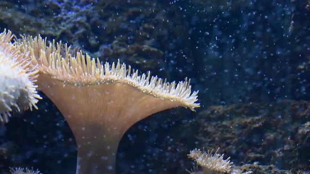 Seeanemone unter Wasser