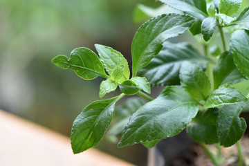 Chloranthus inconspicuous Sw.