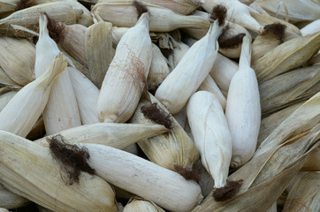 stack dried corn  