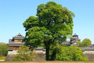 Fototapeta na wymiar 楠の大木と熊本城天守閣群