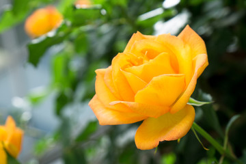 黄色い薔薇の花