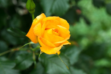 黄色い薔薇の花