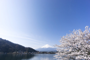 河口湖に写る美しい逆さ富士と　満開の桜　染井吉野　　快晴　青空