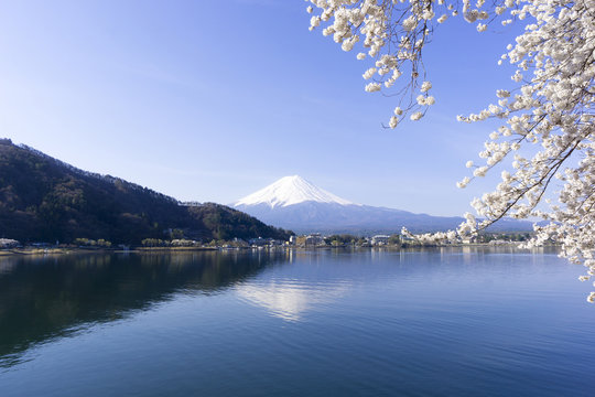 河口湖に写る美しい逆さ富士と　満開の桜　染井吉野　　快晴　青空