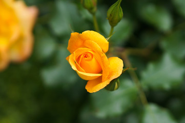 黄色い薔薇の花