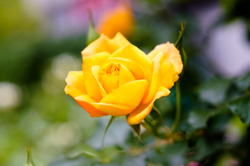 黄色い薔薇の花