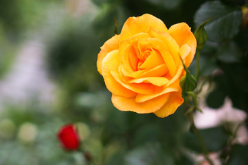 黄色い薔薇の花