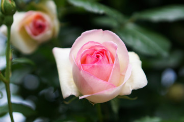 淡いピンクの薔薇の花