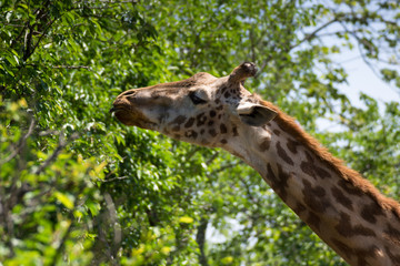 動物園の人気者キリン