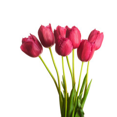 7 purple violet  tulip flower full-length on a stem