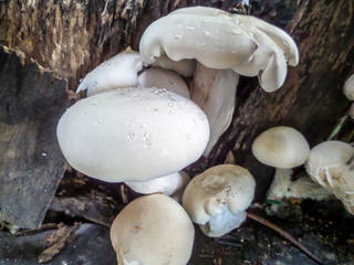 a group of mushroom