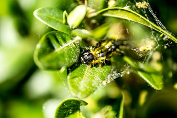 Cydalima perspectalis - Buchsbaumzünsler