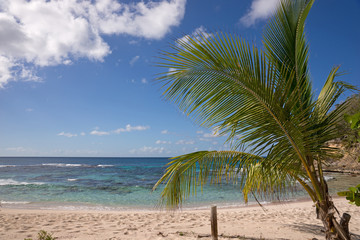 Obraz premium Strand mit Palmen in der Karibik