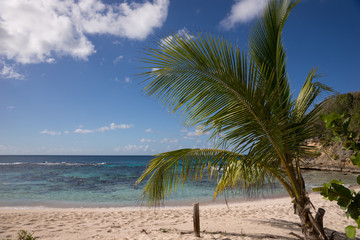Fototapeta na wymiar Strand mit Palmen in der Karibik