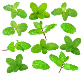 Fresh mint on white background