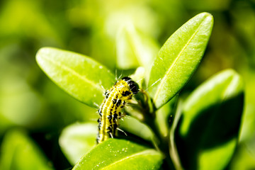 Cydalima perspectalis - Buchsbaumzünsler