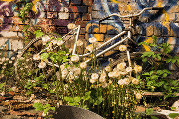 Urban Exploration - Abandonend Bicycle in Leipzig