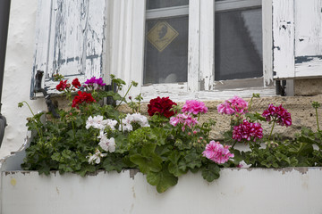 Fototapeta na wymiar Pencere ve Çiçek