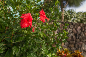 Rote Hibiskusblüte © kelifamily