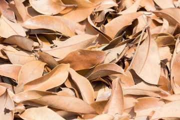 brown leaf of lychee tree