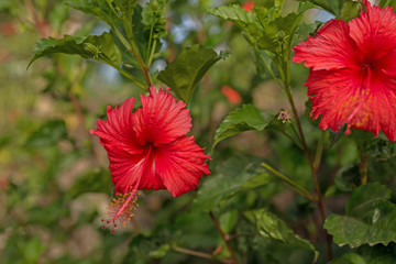 Rote Hibiskusblüte © kelifamily