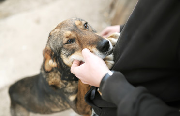 tender feelings of the owner and dog