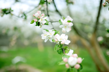 branch of the cherry