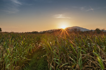 agriculture farm corn area with sunset