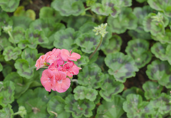 Christ plant, Christ thorn is a species of flowering plant.