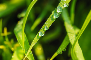 Dew on grass leaf
