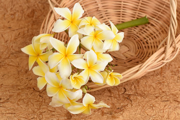 frangipani flowers.