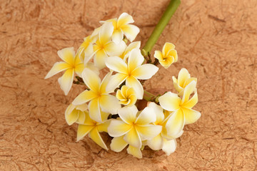 frangipani flowers.