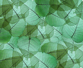 Naklejka na ściany i meble leaves texture background