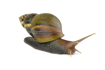 snail isolated on white background.