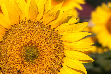 Obraz premium Sunflower field in summer