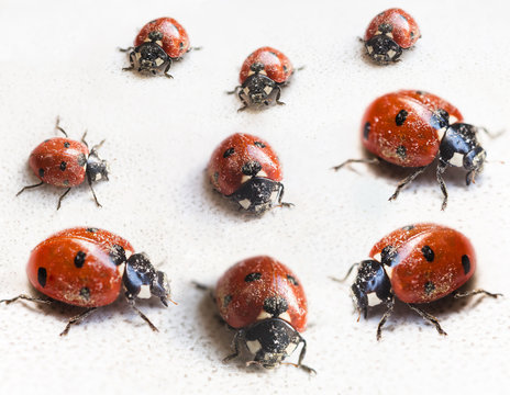 set of ladybugs after hibernation in indoor