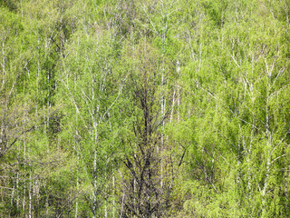 green woods in sunny spring day