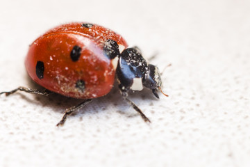 ladybug after hibernation close up