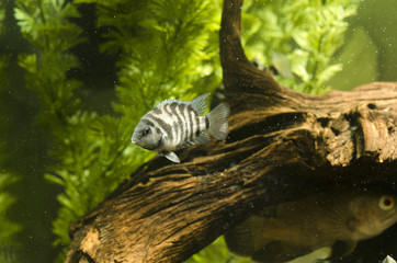 Fototapeta premium Convict cichlid, Zebra Chanchito