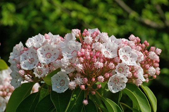 ツツジ科カルミア属 の画像 152 件の Stock 写真 ベクターおよびビデオ Adobe Stock ツツジ科カルミア属 の画像 152 件の Stock 写真 ベクターおよびビデオ Adobe Stock