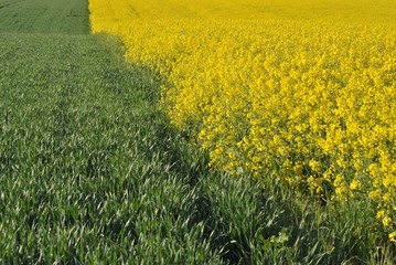 c&eacute;r&eacute;ale et colza