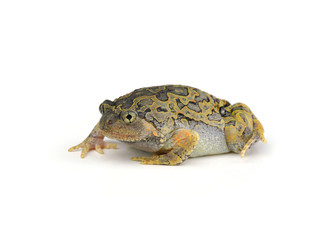 Fototapeta premium Frog
