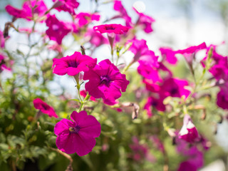 Fototapeta premium Beautiful purple flowers in the garden
