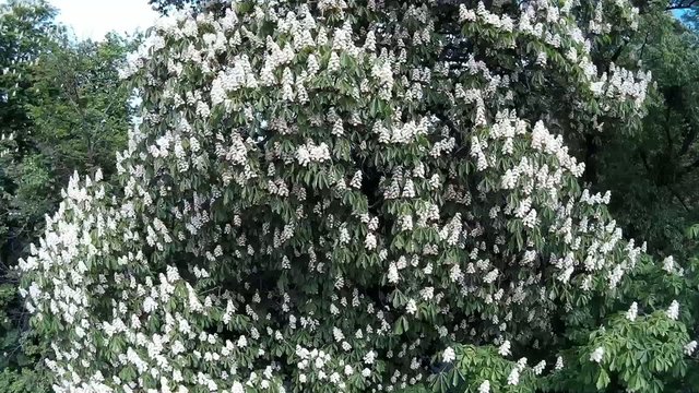 chestnut  tree in blossom,Kvasice avenute momorable trees