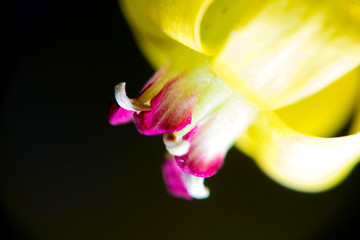 Fototapeta premium close-up photo of a flower of a black currant