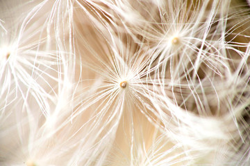 macro photo of a dandelion umbrellas