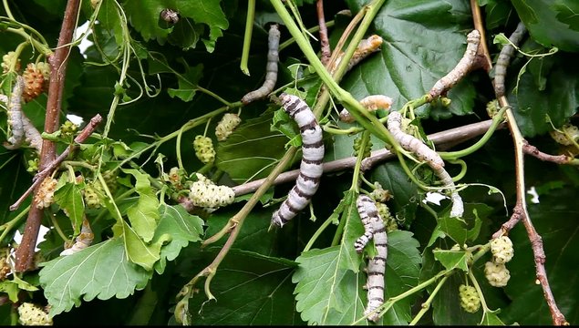 Caterpillars of a silkworm on a mulberry branches
