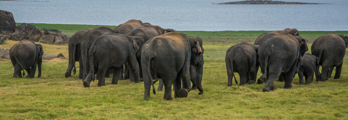 Fototapeta premium Elephants in Minneriya national park in Sri Lanka