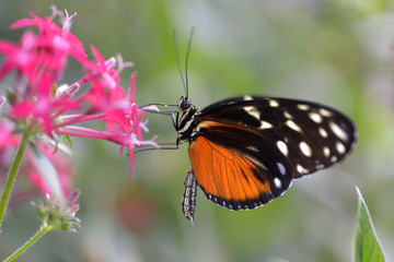 Tiger Longwing butterfly on flower