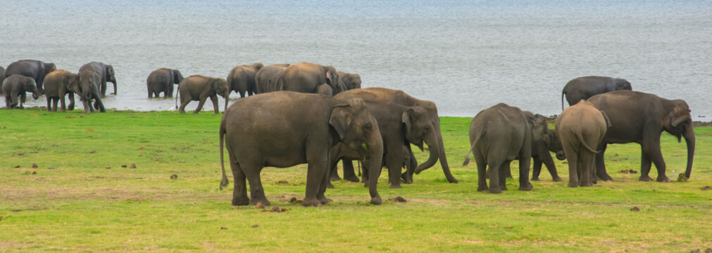 Fototapeta Elephants in Minneriya national park in Sri Lanka